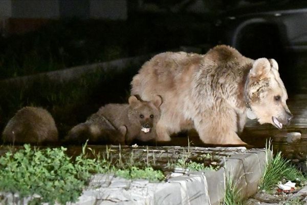 Sarıkamış'ta mahallelere inen bozayılar korkutuyor