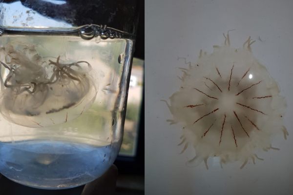 Antalya'da deniz anası türü bulundu