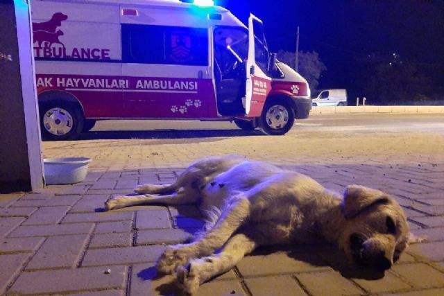 Kazada ölen hamile köpeğin yavrularını kurtarmak için seferber oldular