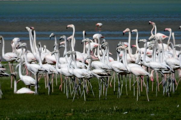 Acı Göl'den 'tatlı' manzaralar