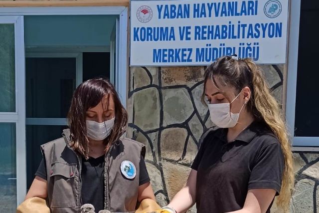 Yavru Kukumavlar ile Karga tedavi altına alındı