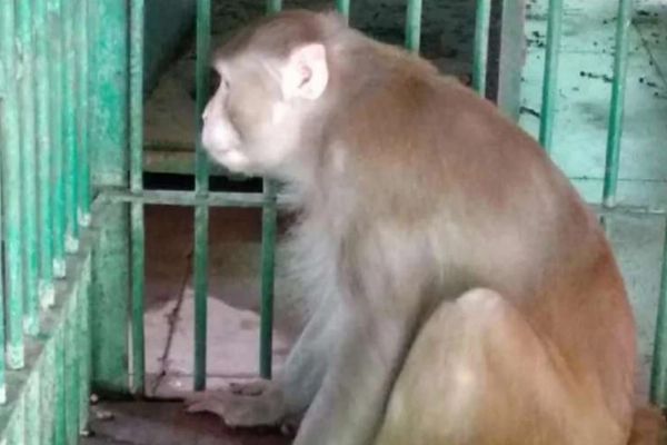 Hindistan'da ilginç olay: 1 kişiyi öldürüp 250 kişiyi yaralayan alkolik maymuna müebbet hapis