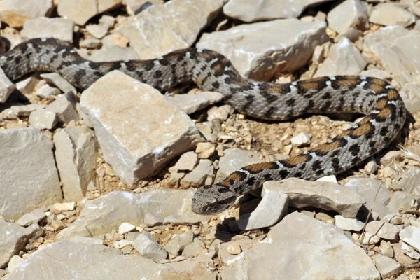 Yılanları öldürmek hangi hastalığı tetikler?