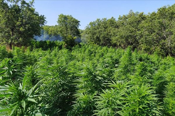 Diyarbakır Lice'de 7 milyon 571 bin kök Hint keneviri ile 1 ton 600 kilogram esrar ele geçirildi