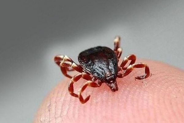 Kenelere kaşı önlem, beyaz giyinmek