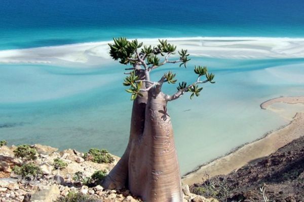 “Suudi Arabistan, Sokotra Adası'nın ele geçirilmesine göz yumdu”
