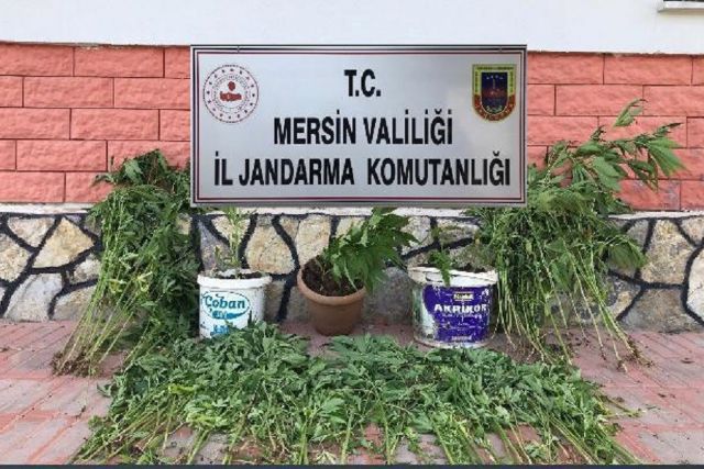 Mersin'de 218 kök kenevir bitkisi ele geçirildi