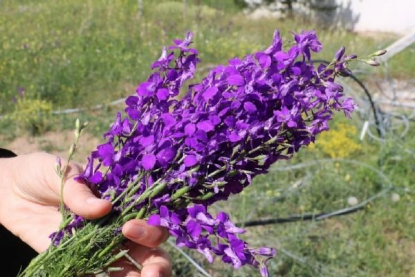 Mor nane zehirleyebilir!