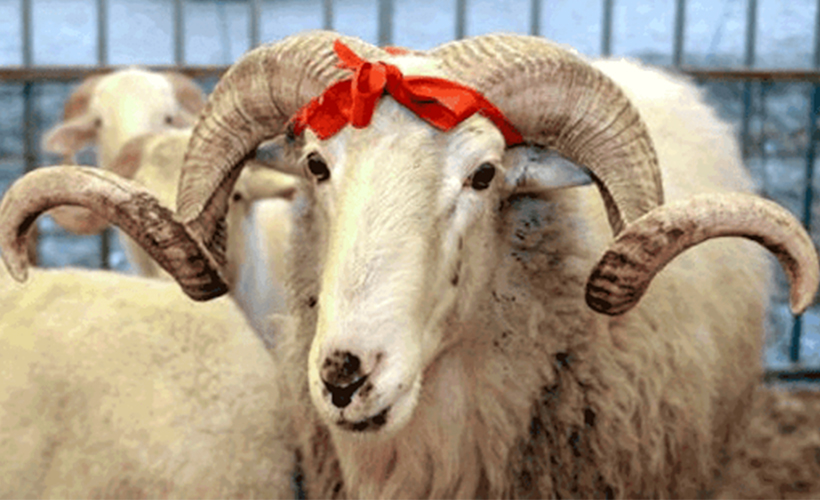 Kurban kesimi 'randevu' sistemiyle yapılacak