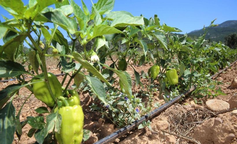 Buca'nın sebze tarlalarından 54 ton hasat bekleniyor
