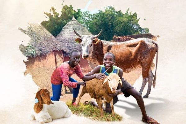 Kardeş Eli ile kurban bağışı yapın