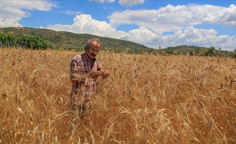 Ürettiği buğday için bir yıl öncesinden sipariş veriyorlar