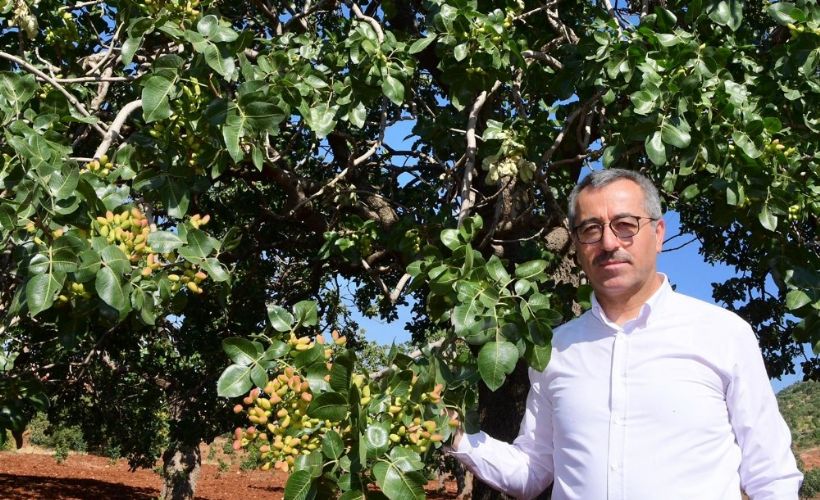 Antep baklavasının fıstığı Kahramanmaraş'tan