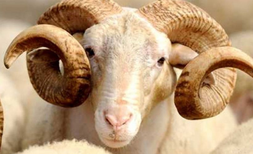 Akika kurbanı nedir?