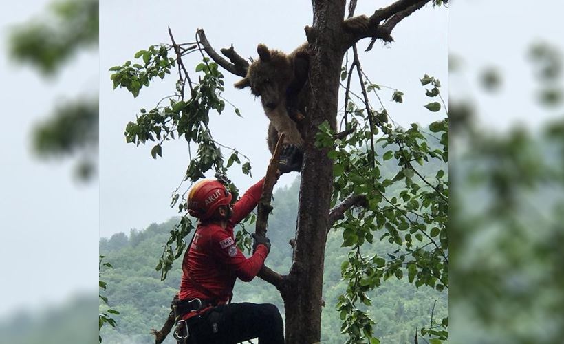 Rize'de ağaçta mahsur kalan ayıyı AKUT ekipleri kurtardı