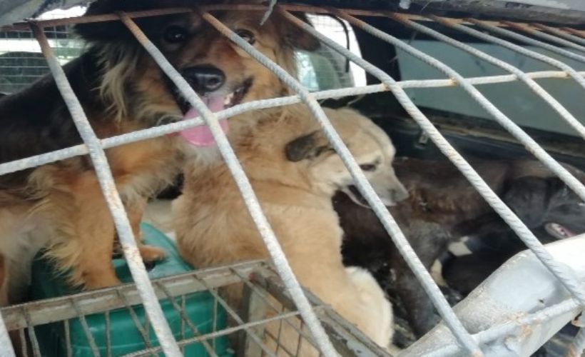 Sokak Hayvanlarına Yardım Eli