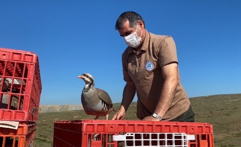 Binlerce keklik doğaya salındı
