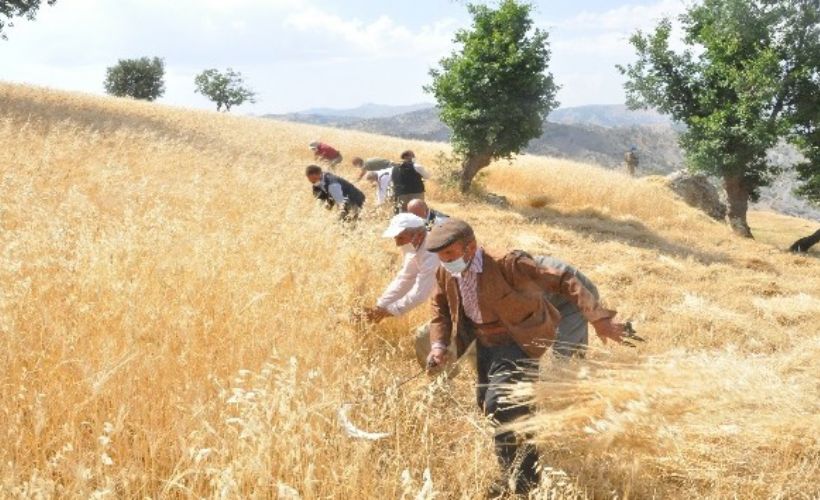 Şırnak'ta eski usul buğday hasadı başladı