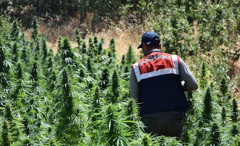 Diyarbakır'da 14 günde 3 ton esrar ve 28 milyon kök Hint keneviri ele geçirildi