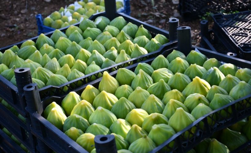 'Yediveren' inciri toplanmaya başlandı