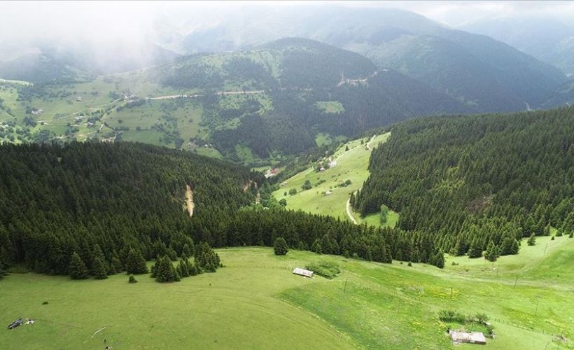 Çam ormanlarının huzur verdiği Kümbet Yaylası cezbediyor