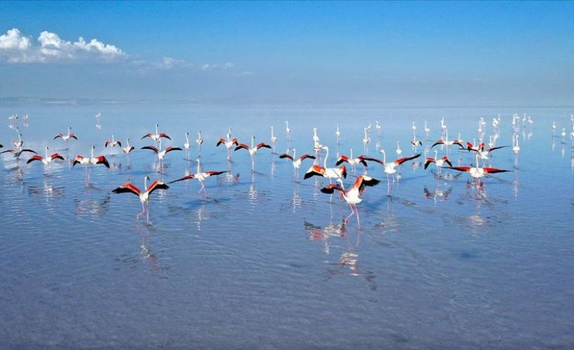 Flamingoların yaşam cenneti: Tuz Gölü