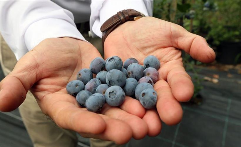 Alternatif ürün 'maviyemiş' ekonomiye büyük katkı sağlıyor