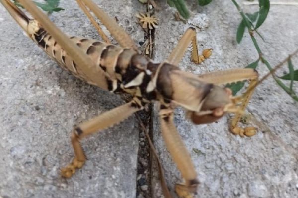 Büyüklüğüyle dikkat çekiyor! Dev çekirge Tunceli'de görüldü