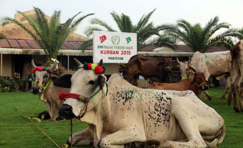 İHH kurban fiyatını belirledi
