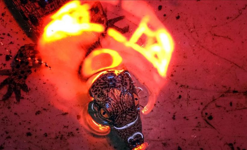 Nil timsahları yumurtalarından çıktı