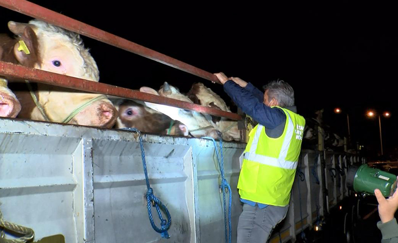Kurbanlıklar İstanbul'a getirilmeye başlandı