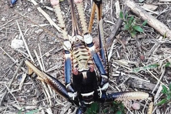 Bitlis'te etçil dev çekirge paniği!