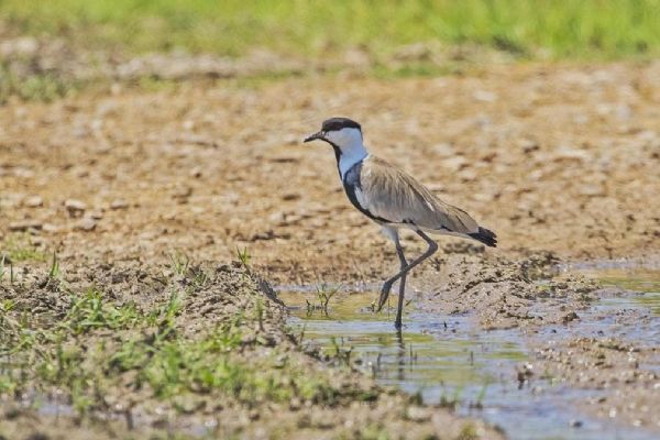 Nadir görülüyor... Dicle'de ortaya çıktı