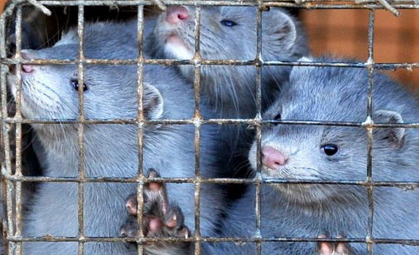 İspanya'da koronavirüsü taşıyan 100 bine yakın vizon itlaf edilecek