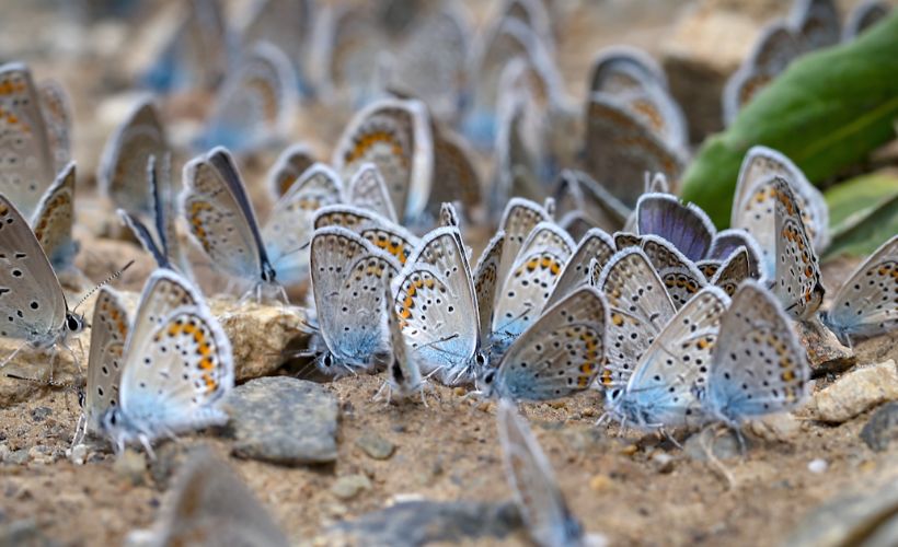 Çatak vadileri kelebeklerle renklendi