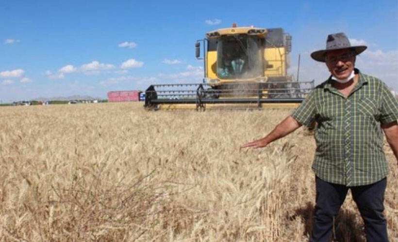 Yerli buğday 'Halis' Konya'da tanıtıldı