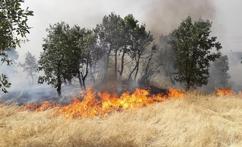 Diyarbakır'da ağaçlık alanda yangın