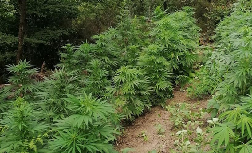 Kocaeli'nde ikamet eden yaşlı kadının arazisini uyuşturucu tarlasına çevirdiler