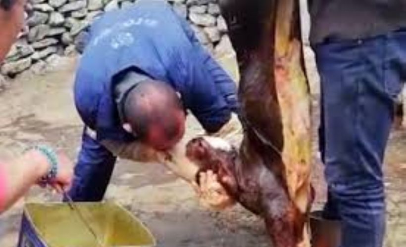 Yenidoğan buzağı veterinerin suni teneffüsüyle hayata döndü