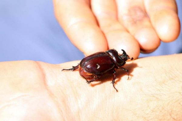 Ağırlığının 850 kat fazlasını taşıyabiliyor! Tokat'ta görüldü