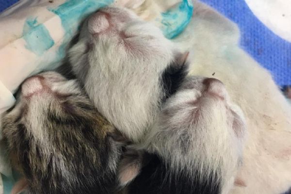 Yapışık dördüz kediler cerrahi operasyonla ayrıldı