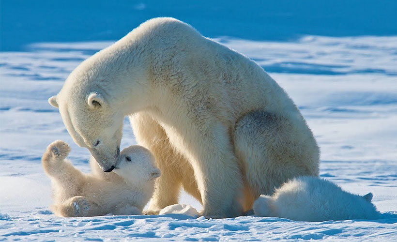 Kutup ayılarının nesli bu yüzyılda tükenebilir