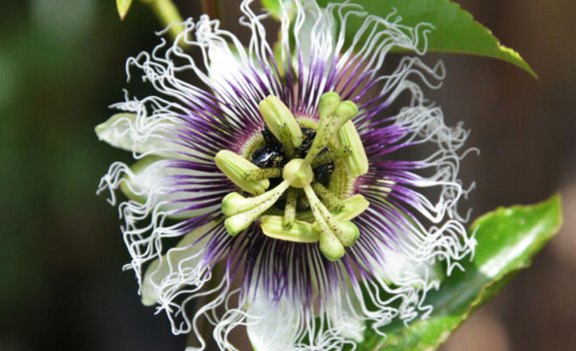 Ünlülerin yeni gözde meyvesi