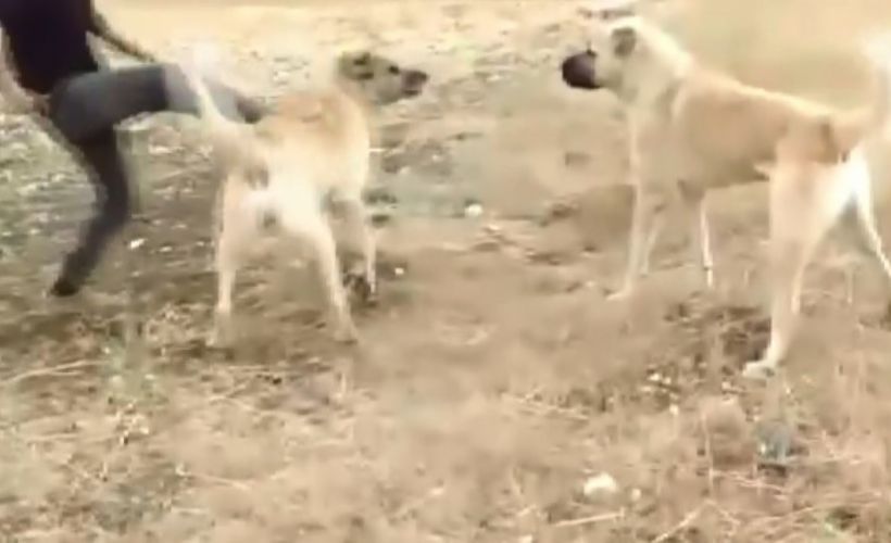 Erzurum'da vahşet içeren görüntüler