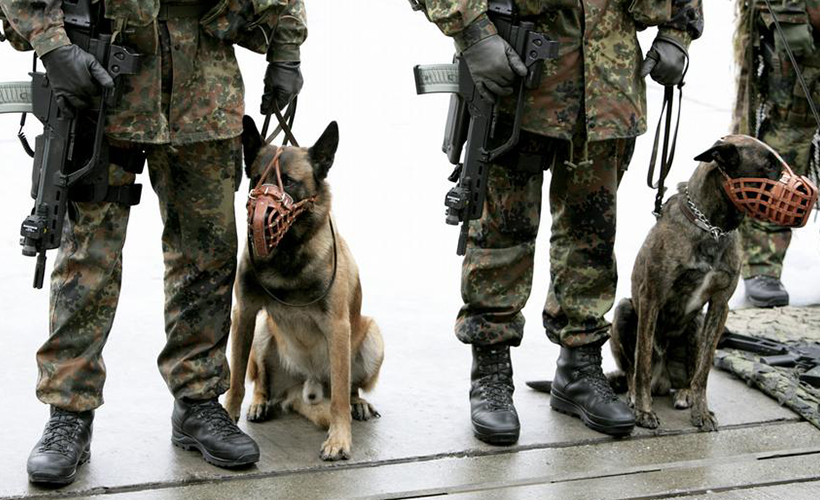 Köpekler, koronanın kokusunu alıyor