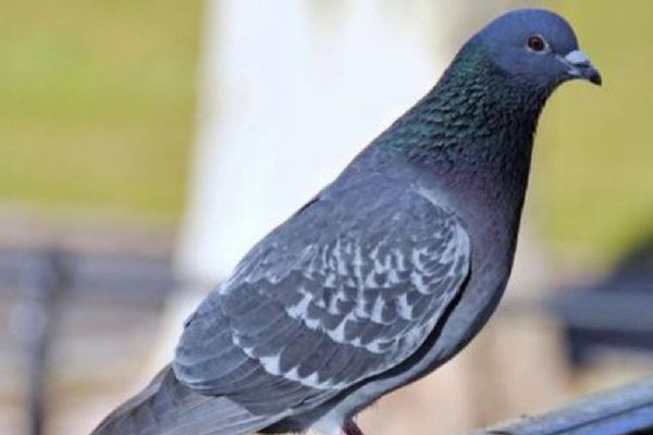 Bilim dünyasını hayrete düşüren keşif: Dev güvercin...