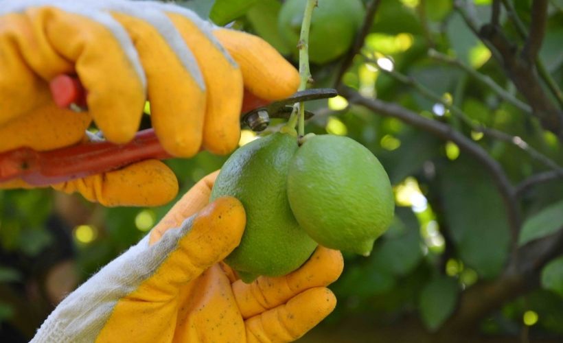 Ortaca'da limonda rekolte düştü