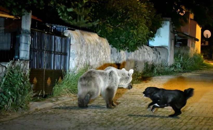 'Cesur' mahalleye inen boz ayıların korkulu rüyası oldu