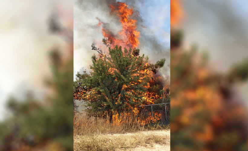 Çanakkale'de orman yangını
