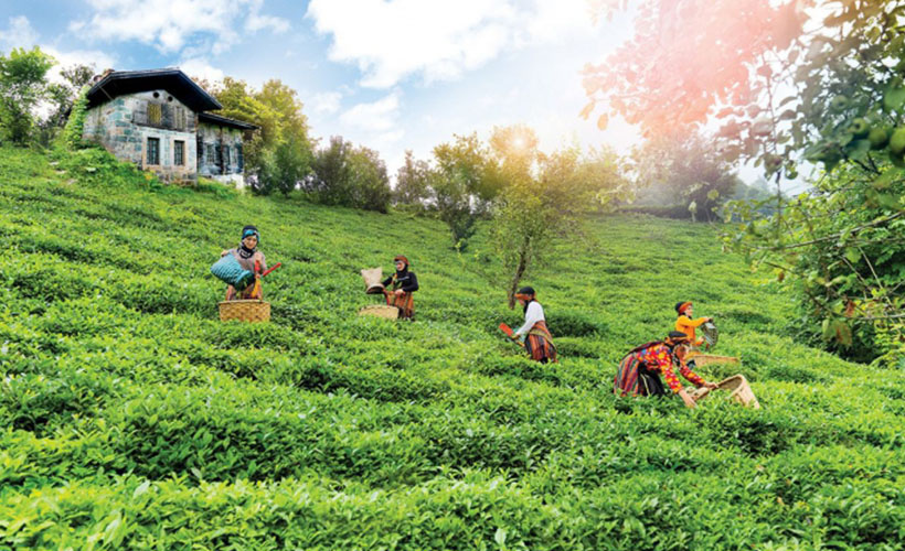 ÇAYKUR'da yaş çay bedeli ödemelerine başlandı